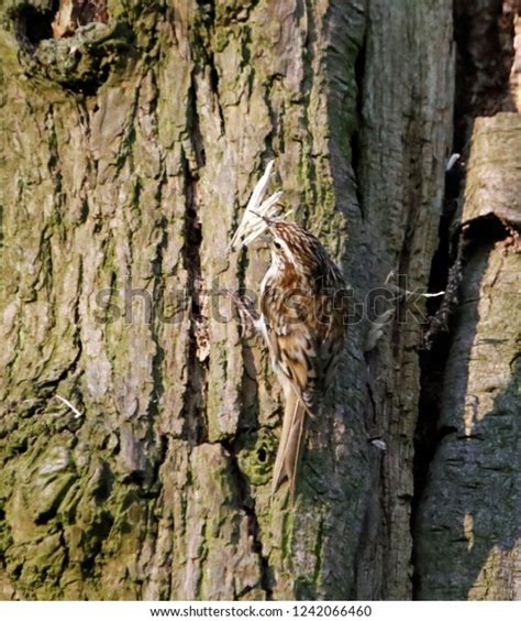 Nesting Treecreepers Woodland Stock Photo 1242066460 Shutterstock
