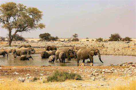 Waza National Park Far North Cameroon Country Helper