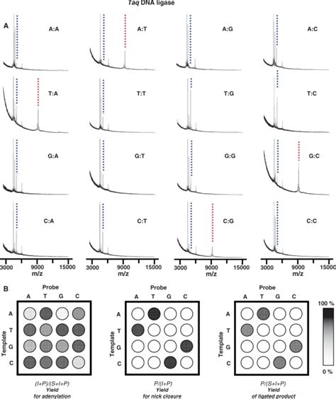 An Array Was Used To Profile The Activity Of Taq Dna Ligase Against A