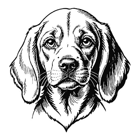 Premium Vector Bloodhound Dog Puppy Hand Drawn Engraved Ink Line Art