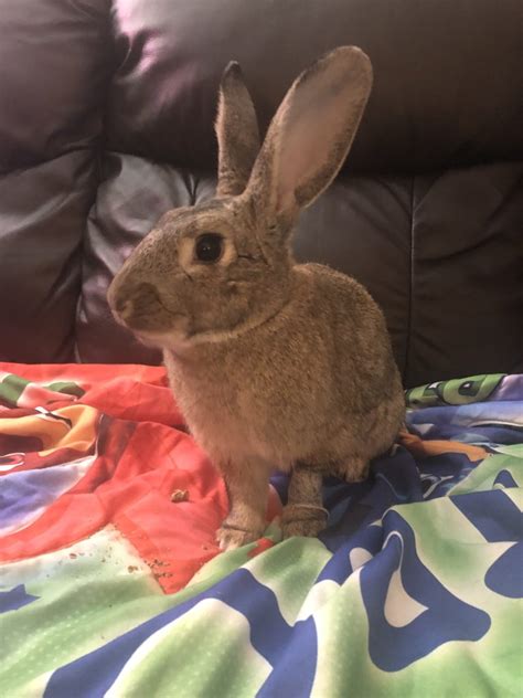 Buckeye House Rabbit Society Helping Rabbits In Ohio Since 1997