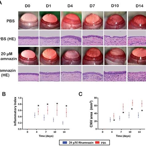 The Effects Of Rhamnazin On The Expression Of Vegf And Pedf In The