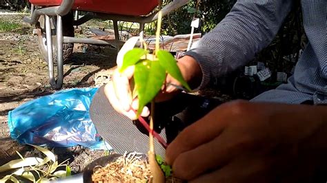 Durian Grafting In Seedling Garden Grafting Durian Seedling Youtube