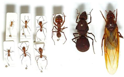 Termites Vs Ants How To Tell The Difference Owlcation