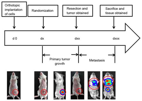 Establishment Of A Murine Breast Tumor Model By Subcutaneous Or