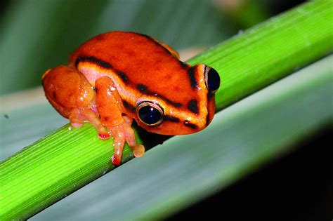 Galerie obojživelných šperků: Žabí klenoty vody i pevniny | 100+1 ...