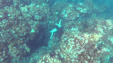 Little Freediving Fun On Roatan Youtube