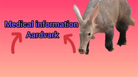 Aardvark Medical Information Youtube