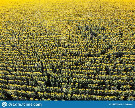 Filas De La Vista Superior De Girasoles En El Campo Imagen De Archivo