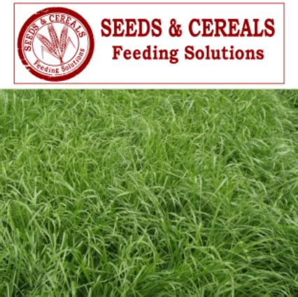 Italian/Annual Ryegrass – Seeds & Cereals (2000) Ltd