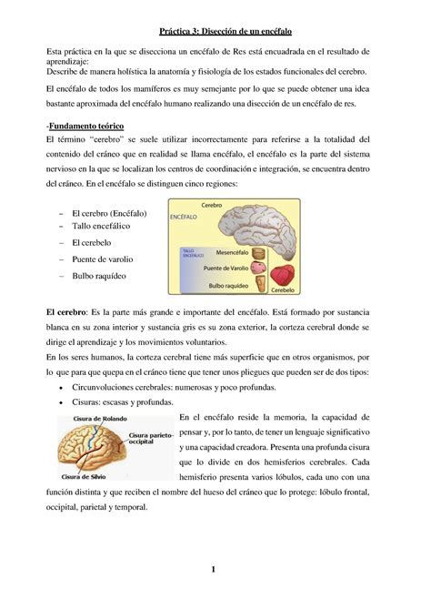 Disección Del Cerebro Práctica 3 Disección De Un Encéfalo Esta Práctica En La Que Se