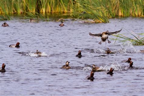 Premium Photo Redhead Ducks In Natural Habitat On South Padre Island Tx