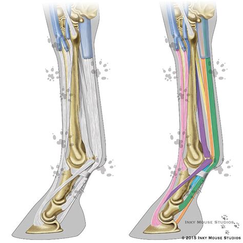 Equine Distal Limb Anatomical Illustration