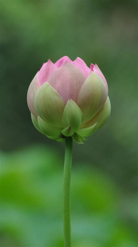 Ile Maurice Fleurs Pascal BANDELIER Flickr