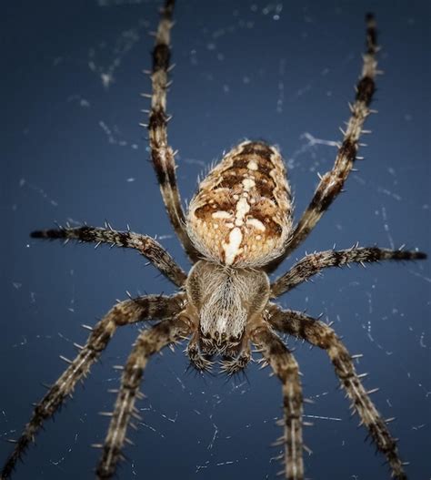 premium photo close   spider  web