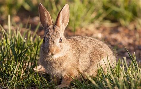 Cottontail Rabbit Facts - Pet Ponder