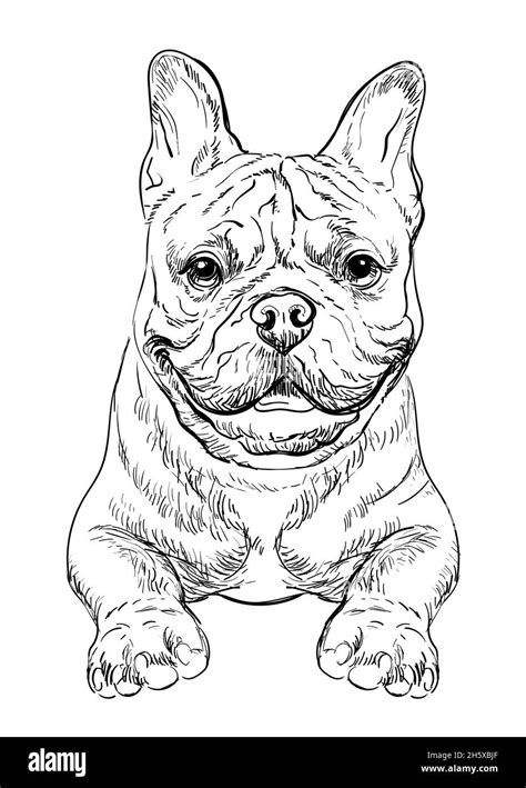 Realistic head of French bulldog dog vector hand drawing illustration ...