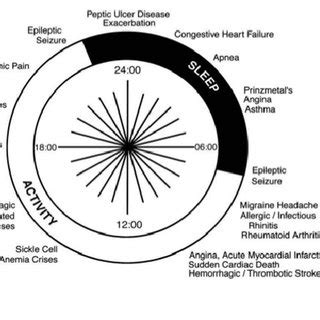 Hrs Clock Timing In Human Showing When Symptoms Or Events Of