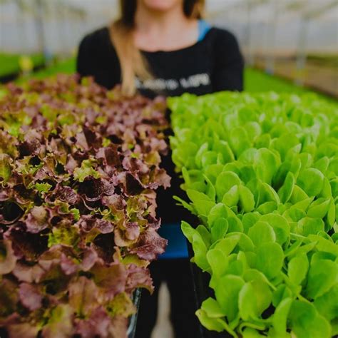 Vivero Lunta On Instagram Llega Esta Poca Bisagra Donde Los