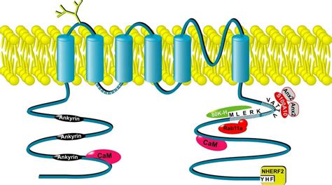 Predicted Topology Of Trpv56 Including The Various Binding Sites