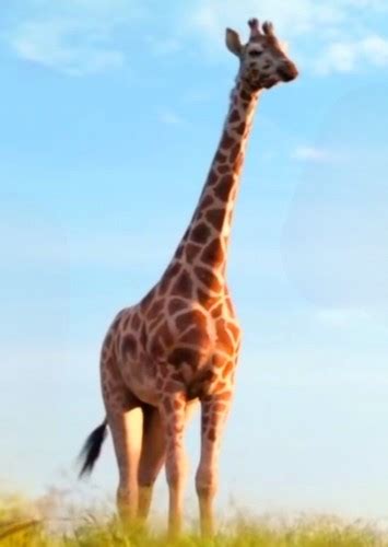 Melman Fan Casting for Madagascar Second Trilogy (Live-Action) | myCast ...