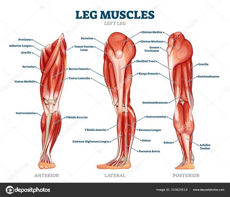 Labeled Diagram Of The Leg Muscles Leg Muscles Diagram Label