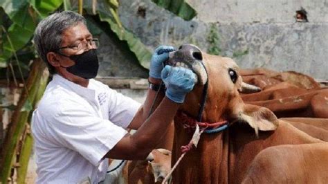 Waspada Penularan Pmk Di Sulawesi Tenggara Sapi Terjangkit Penyakit