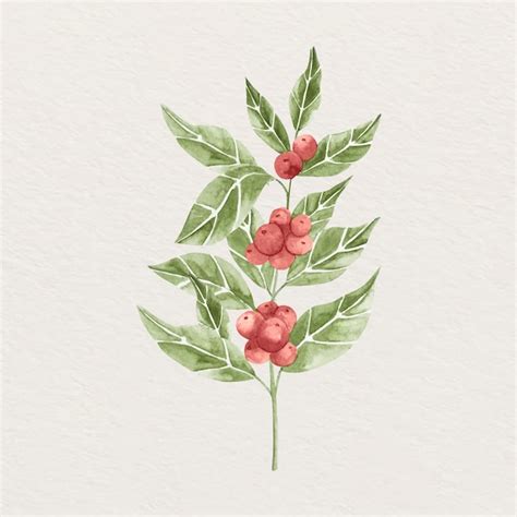 Free Vector | Watercolor coffee plant illustration