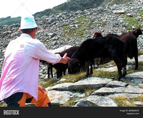 Sheep Farming On Image & Photo (Free Trial) | Bigstock