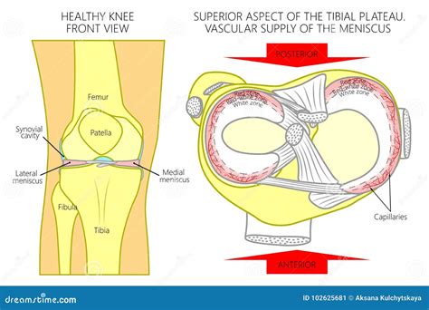 Meniscus Blood Supply Superior View Stock Vector Illustration Of