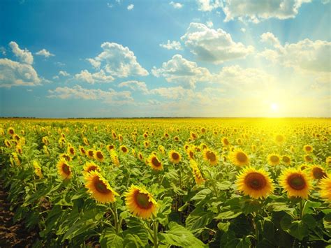 Why Do Sunflowers Always Face The Sun ScienceABC