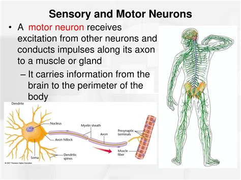 Ppt Chapter Nerve Cells And Nerve Impulses Powerpoint Presentation