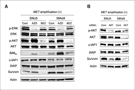 Effects of inhibition of the MEK-ERK or PI3K-AKT signaling pathways on ... 