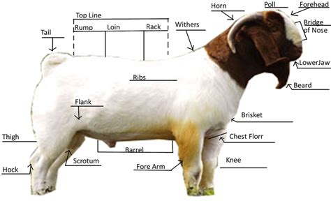 Goat Anatomy Bare Creek Farm