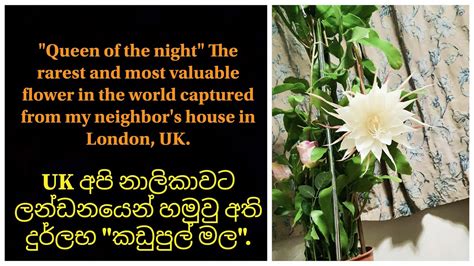 Most Expensive Flower In The World Queen Of The Night Kadupul