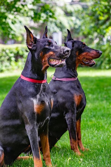 Two Black Dobermans Sitting On The Grass Stock Photo Image Of Friend