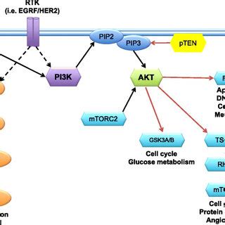 The PI3K AKT MTOR And The RAS RAF MEK MAPK Pathways Phosphoinositide