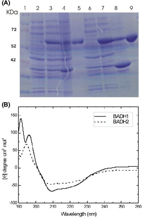 Sdspage And Cd Analysis A Coomassie Stained Sds Page Showing Download Scientific Diagram