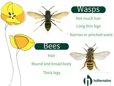 Wasps Vs Bees: What is the Difference? - Hullternative