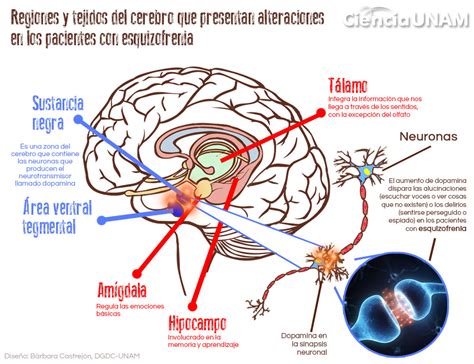 Especial Vivir Con Esquizofrenia Ciencia Unam