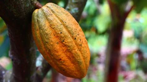 Descubre La Primera Fruta Que Comió Cristóbal Colón Al Llegar A América Es Conocida Como Oro