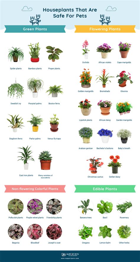 Plants Safe For Dogs Cat Safe House Plants Pet Friendly House Plants