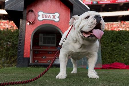 Eight reasons why Uga is the best mascot - UGA Alumni