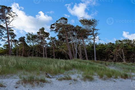 Pine trees on the beach 8008904 Stock Photo at Vecteezy