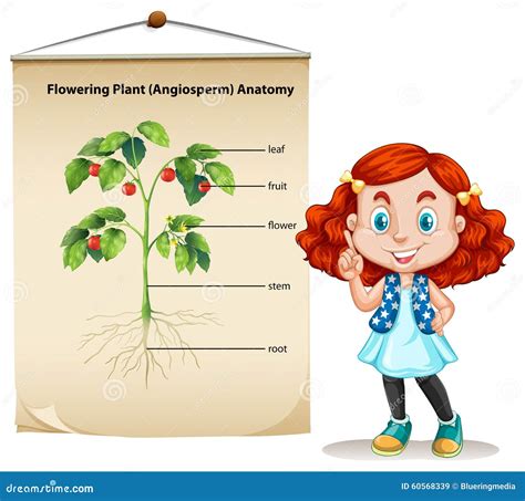 Plant Anatomy With Structure And Internal Side View Parts Outline