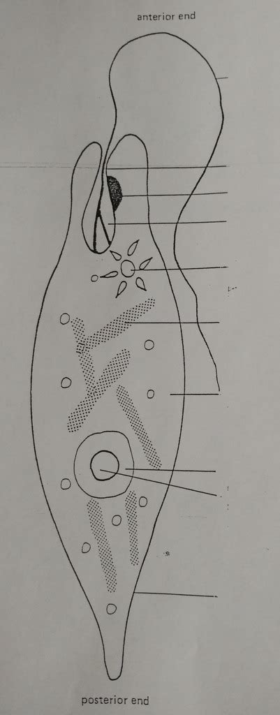 Diagram Of Euglena With Full Label How To Draw Euglena With Labelling