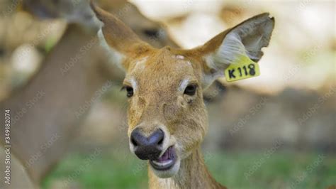 Close Up Face Of Eld S Deer With Natural Background Eld S Deer