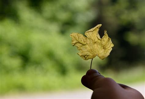 Free Images Hand Tree Nature Grass Blossom Sunlight Leaf