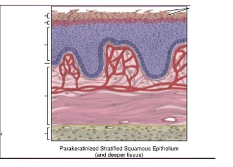 Parakeratinized Stratified Squamous Epithelium Diagram Quizlet