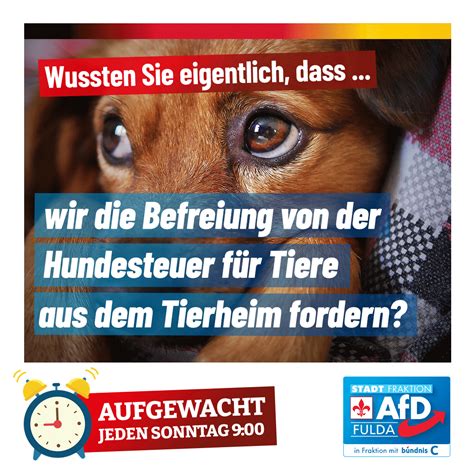 Tierheime und Hunde in Not Jetzt Hundesteuer für mehr Vermittlungen